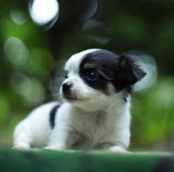 DogsIndia.com - Chihuahua - Sunflames - Rajan
