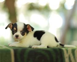 DogsIndia.com - Chihuahua - Sunflames - Rajan