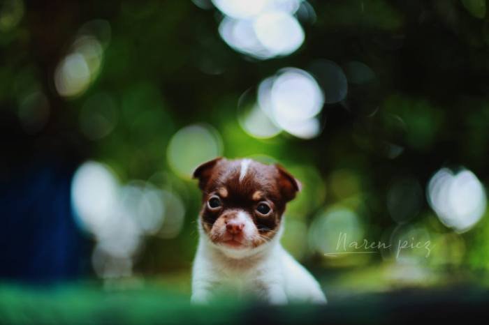 DogsIndia.com - Chihuahua Smooth Coat - Rajan