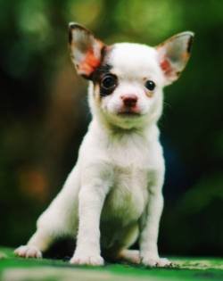 DogsIndia.com - Chihuahua - Sunflames - Rajan