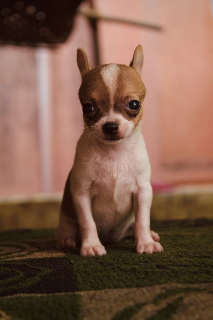 DogsIndia.com - Chihuahua Smooth Coat - Sunflames Rajan