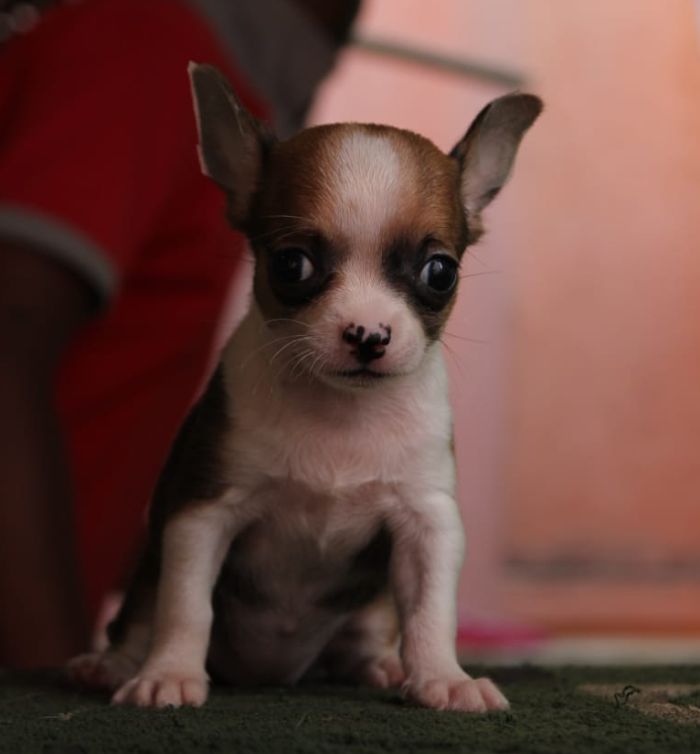DogsIndia.com - Chihuahua Smooth Coat - Sunflames Rajan