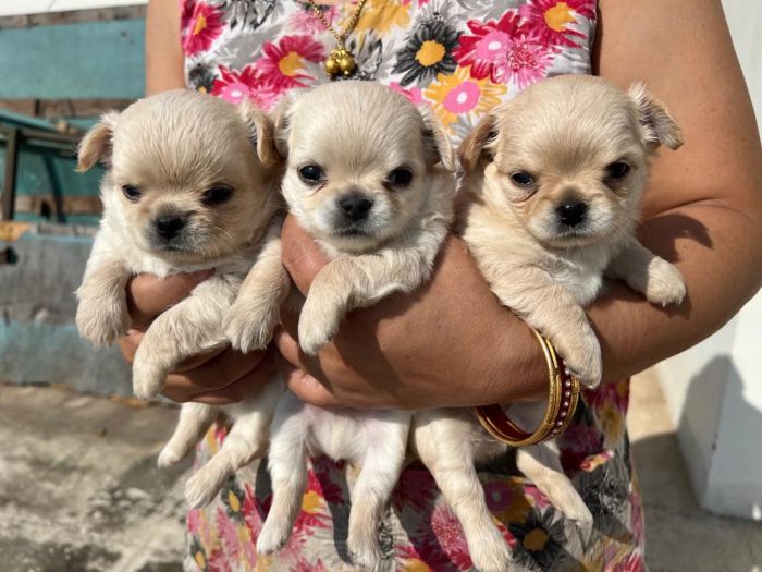 DogsIndia.com - Dr. Sebastin - Rebreu's Chihuahuas