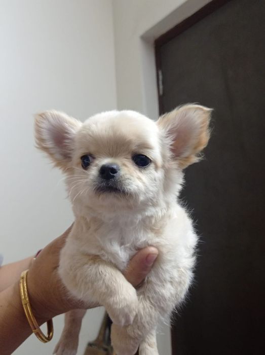 DogsIndia.com - Dr. Sebastin - Rebreu's Chihuahuas