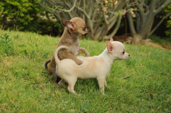 DogsIndia.com - Chihuahua Smooth Coat - Krishnakumar