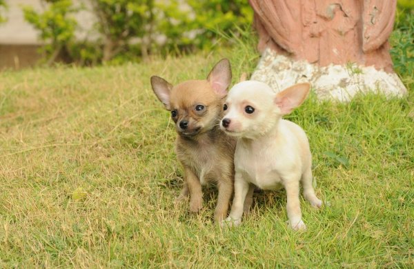 DogsIndia.com - Chihuahua Smooth Coat - Krishnakumar