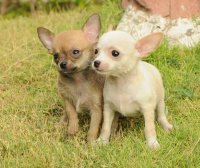 DogsIndia.com Chihuahua Smooth Coat - Krishnakumar