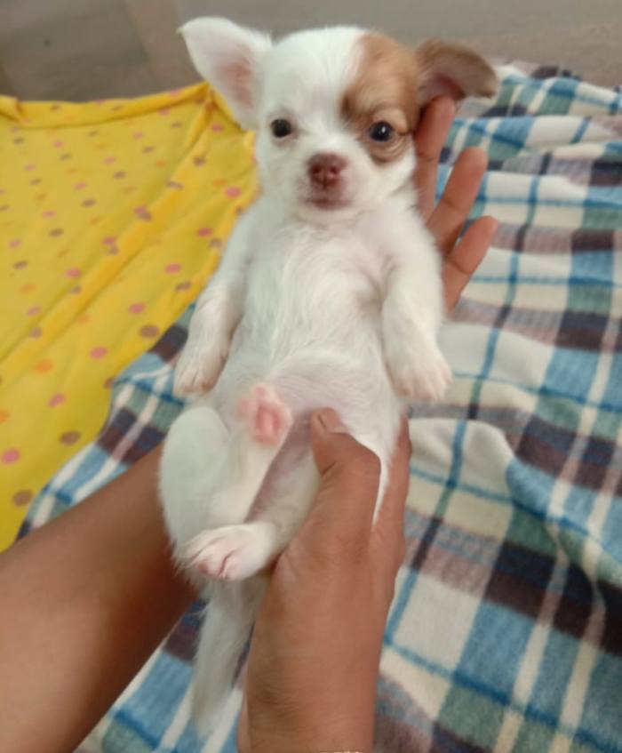 DogsIndia.com - Chihuahua Long Coat - Vignesh