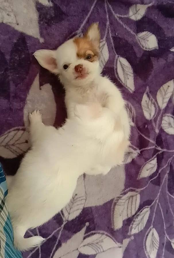 DogsIndia.com - Chihuahua Long Coat - Vignesh