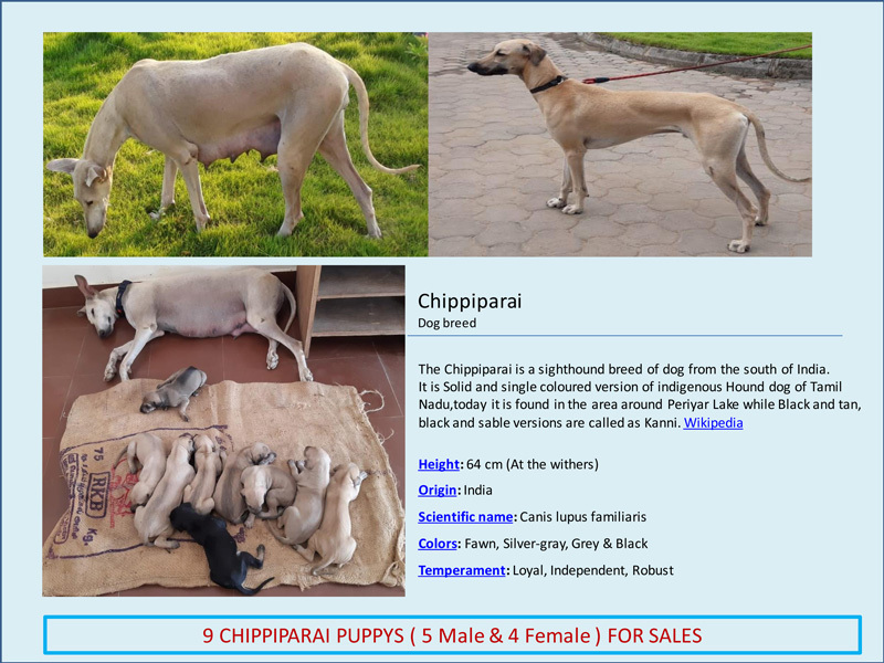 DogsIndia.com - Chippiparai - Bhupathy