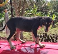DogsIndia.com - Chippiparai - Bhupathy