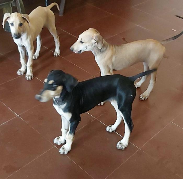 DogsIndia.com - Chippiparai - Bhupathy