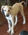 DogsIndia.com - Chippiparai - Bhupathy