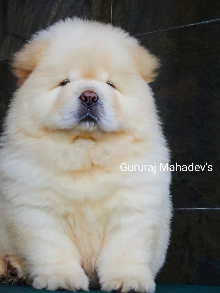 DogsIndia.com - Chow Chow - Gururaj