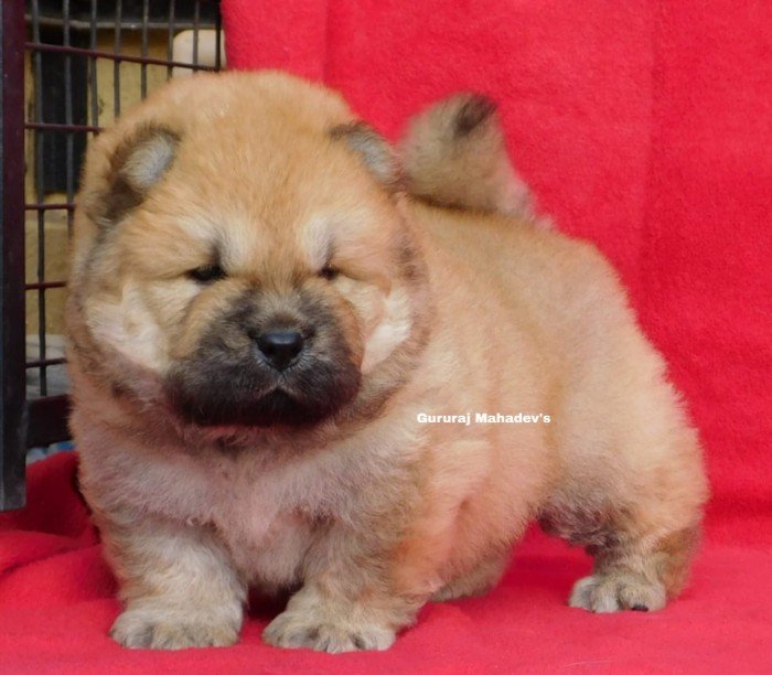DogsIndia.com - Chow Chow - Gururaj B