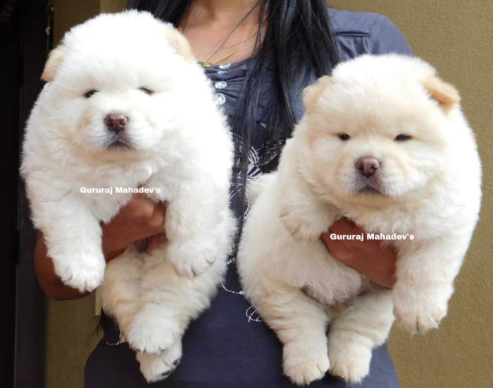 DogsIndia.com - Chow Chow - Gururaj B