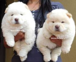 DogsIndia.com - Chow Chow - Gururaj B