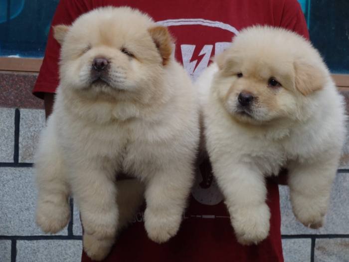 DogsIndia.com - Chow Chow - Gururaj