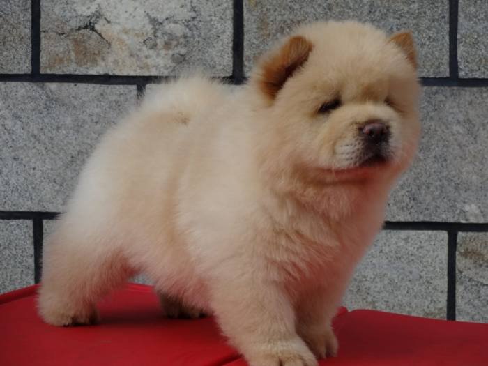 DogsIndia.com - Chow Chow - Gururaj