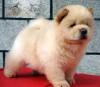 DogsIndia.com - Chow Chow - Gururaj