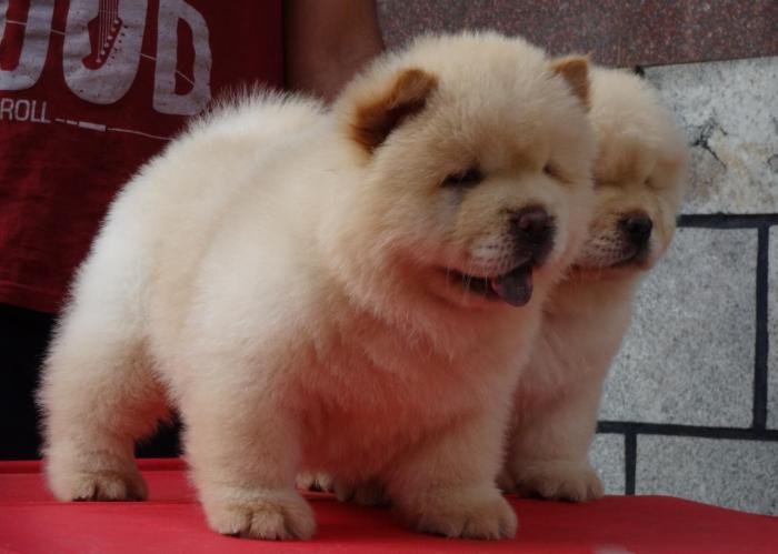DogsIndia.com - Chow Chow - Gururaj