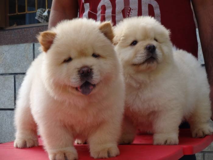 DogsIndia.com - Chow Chow - Gururaj