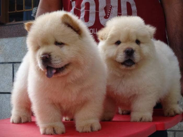 DogsIndia.com - Chow Chow - Gururaj