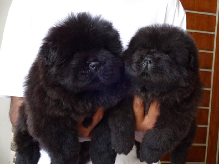 DogsIndia.com - Chow Chow - Gururaj