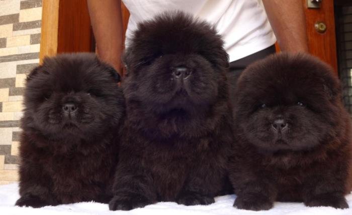 DogsIndia.com - Chow Chow - Gururaj