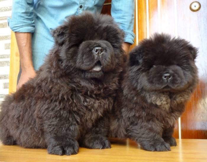 DogsIndia.com - Chow Chow - Gururaj