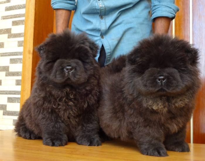 DogsIndia.com - Chow Chow - Gururaj
