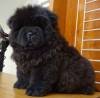DogsIndia.com - Chow Chow - Gururaj