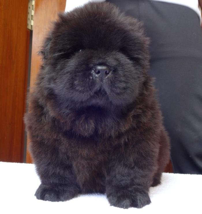 DogsIndia.com - Chow Chow - Gururaj