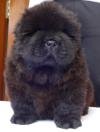 DogsIndia.com - Chow Chow - Gururaj