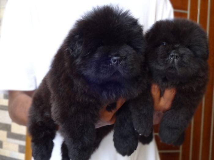 DogsIndia.com - Chow Chow - Gururaj