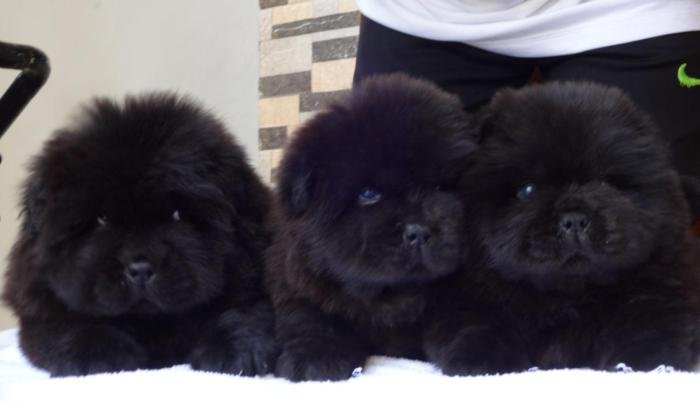 DogsIndia.com - Chow Chow - Gururaj