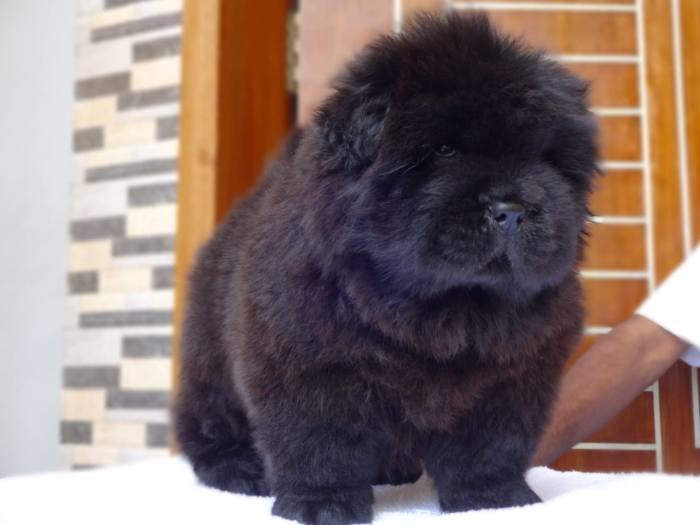 DogsIndia.com - Chow Chow - Gururaj
