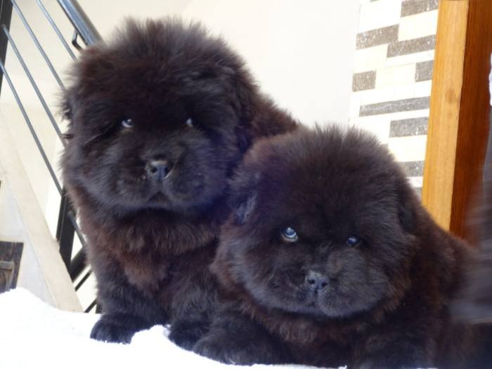 DogsIndia.com - Chow Chow - Gururaj