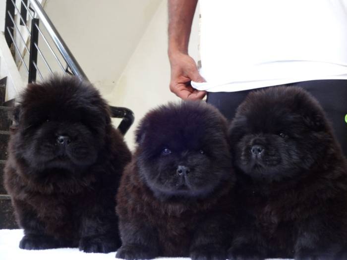 DogsIndia.com - Chow Chow - Gururaj
