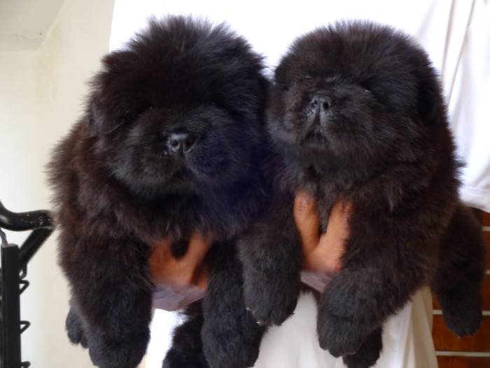 DogsIndia.com - Chow Chow - Gururaj