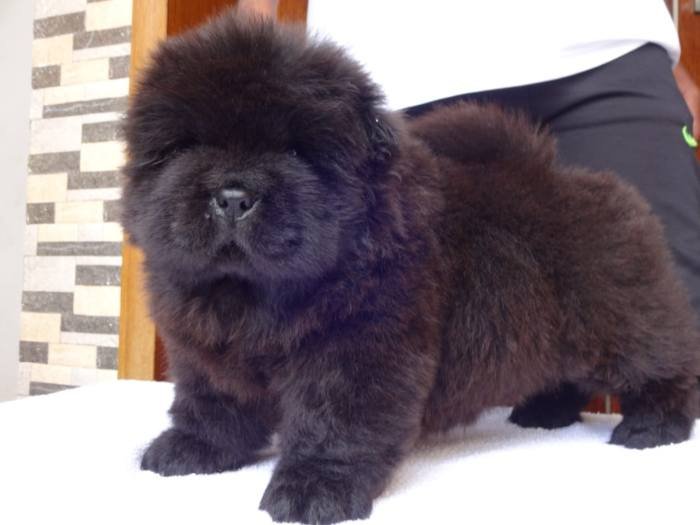 DogsIndia.com - Chow Chow - Gururaj