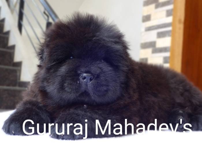 DogsIndia.com - Chow Chow - Gururaj