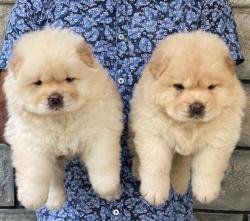DogsIndia.com - Chow Chow - Gururaj