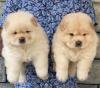 DogsIndia.com - Chow Chow - Gururaj