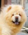DogsIndia.com - Chow Chow - Gururaj