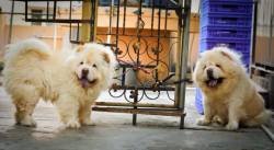 DogsIndia.com - Chow Chow - Gururaj