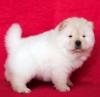 DogsIndia.com - Chow Chow - Gururaj