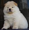 DogsIndia.com - Chow Chow - Gururaj