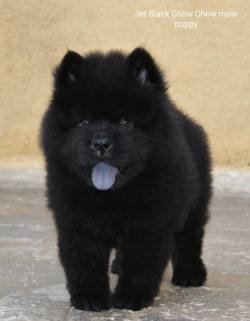 DogsIndia.com - Chow Chow - Gururaj