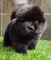 DogsIndia.com - Chow Chow - Gururaj